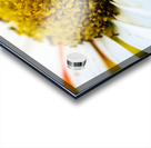 A Bright Spring Acrylic print