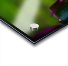 Drop of Green Swath of Pink Acrylic print