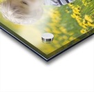 18-Month-Old Boy In Dandelion Field; Thunder Bay, Ontario, Canada Acrylic print