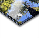 IMG 8419 Acrylic print