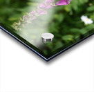 IMG 1194 Acrylic print