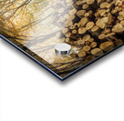 Stack of Logs in Forest Acrylic print
