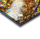 AUTUMN TREE Acrylic print