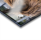 Alpaga relaxe Acrylic print