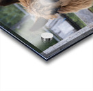 Alpada brun Acrylic print