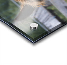 Alpaga pas content Impression Acrylique