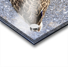 Canard au soleil   Acrylic print