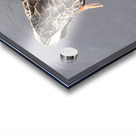 Petit Nageur  Acrylic print