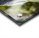 Jolie petit canard du Quebec Acrylic print