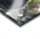 Le regard du canard  Acrylic print