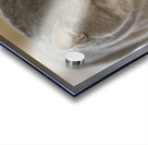 Mon Chat et moi Acrylic print