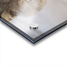 Chat Macro 2 Acrylic print