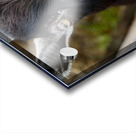 Chevre macro Acrylic print