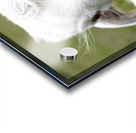 Chevre blance de M. Seguin  Acrylic print