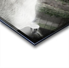 Chevreau qui mange Acrylic print