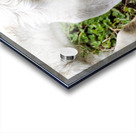 Chevre a la ferme Acrylic print