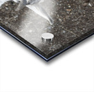 Bebe chevre Acrylic print