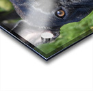 Bulldog en promenade Acrylic print