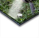 Suisse du Quebec  Acrylic print