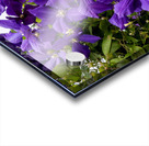 Grappe de clematis Acrylic print