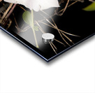 clematite des montagnes Acrylic print