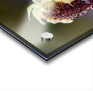 Tournesol en fin de vie Acrylic print