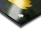 Fleurs jaune magnifique Acrylic print