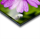 Anemone Acrylic print