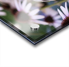 Echinace macro Acrylic print