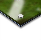 Fleurs cosmos Acrylic print