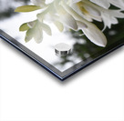Fleur Blanche Acrylic print
