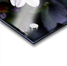 Fleur naturel Acrylic print