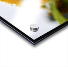 Tournesol macro Acrylic print