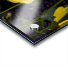 Pluie et deception Acrylic print