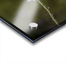 Cosmos sous la pluie Acrylic print