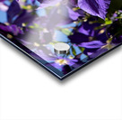 Plante mauve clematis Acrylic print