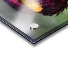  immortelle a bracteesfleur Acrylic print