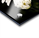 Marguerite a minuit Acrylic print