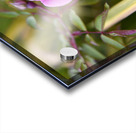 Rose dautomne solitaire Acrylic print