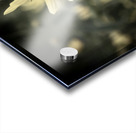 Decorative fleurs dete Acrylic print