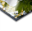 Jolie fleurs blanche inconnu Acrylic print