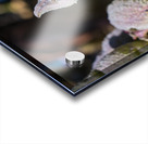 Fleurs inconnue Acrylic print