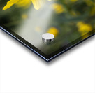 Fleurs tournesol 3 Acrylic print