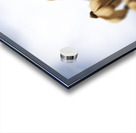 Champs de tournesol Acrylic print