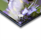 Abeille macro Acrylic print