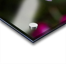 Abeille dans les fleurs Acrylic print