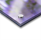 Macro Abeille incroyable Acrylic print