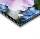 Fleur butiner ete Acrylic print