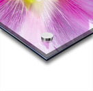 Macro abeille au travaille Acrylic print