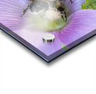 Natures Worker: Macro Image of Pollen-Covered Bee on Hibiscus Acrylic print